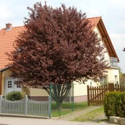 Prunus Cerasifera 'Nigra' 8 Prunus Cerasifera 'Nigra' -Pflanzensamenladen prunus cerasifera nigra3