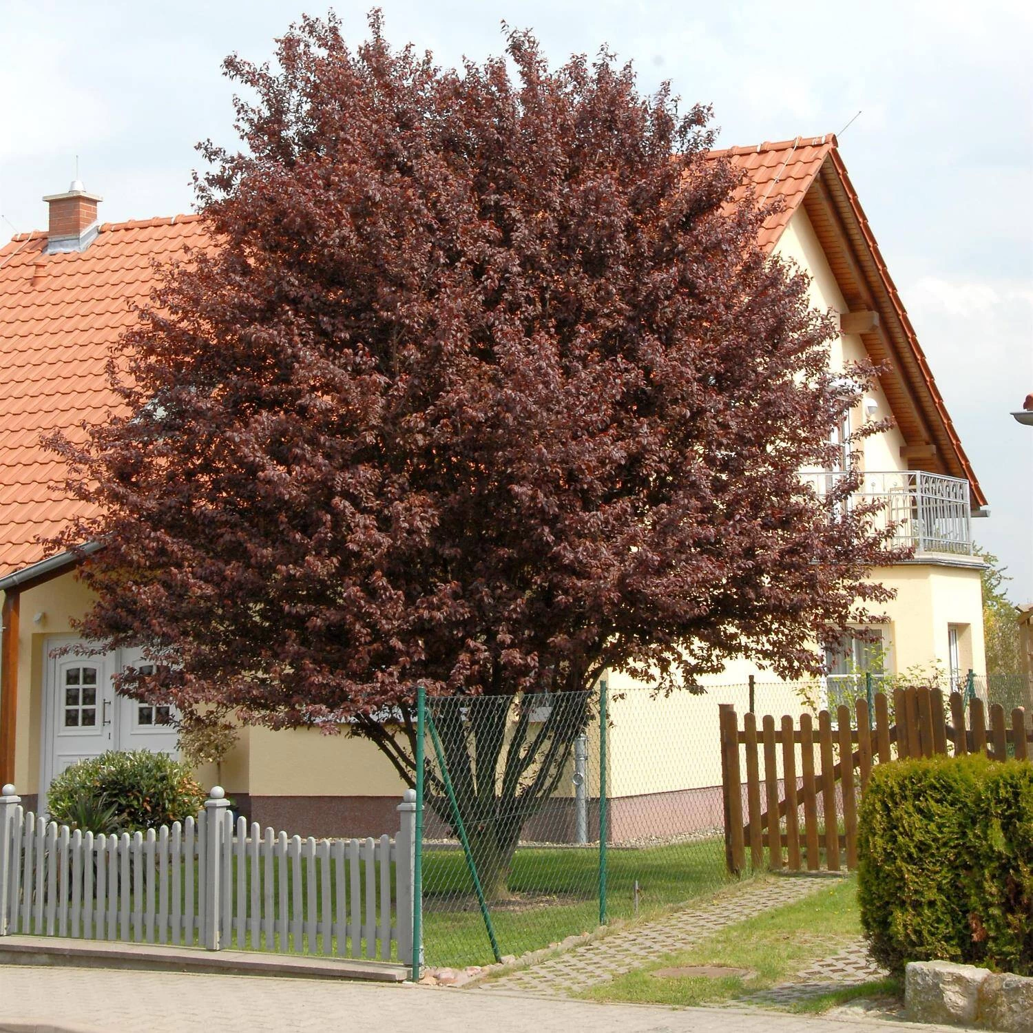 Prunus Cerasifera 'Nigra' 5 Prunus Cerasifera 'Nigra' – Bild 3