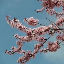 Prunus Cerasifera 'Nigra' 9 Prunus Cerasifera 'Nigra' -Pflanzensamenladen prunus cerasifera nigra4