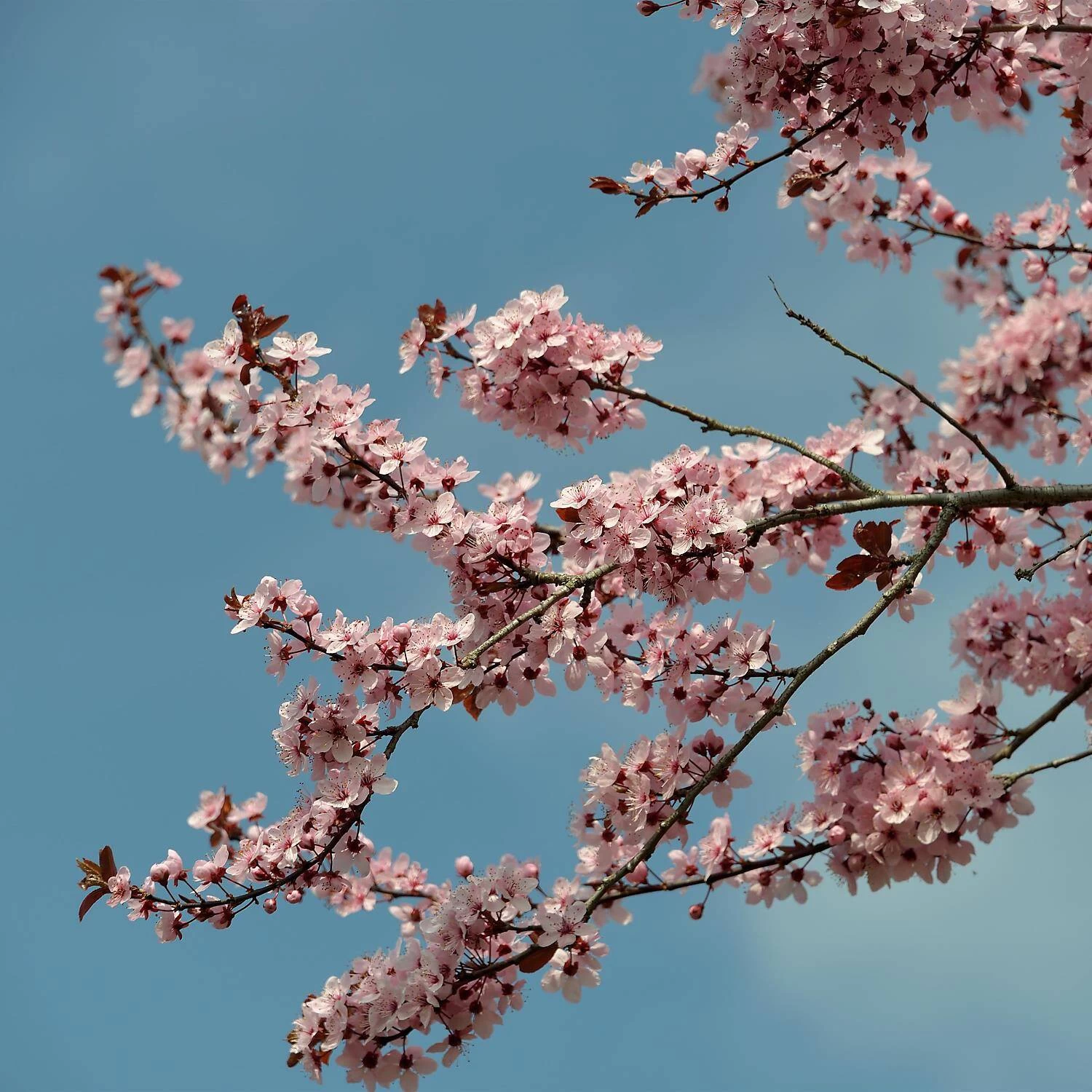 Prunus Cerasifera 'Nigra' 6 Prunus Cerasifera 'Nigra' – Bild 4