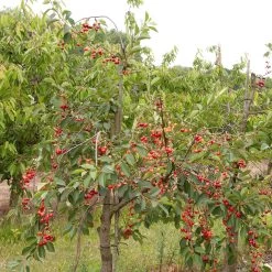Prunus Cerasus 'Schattenmorelle'