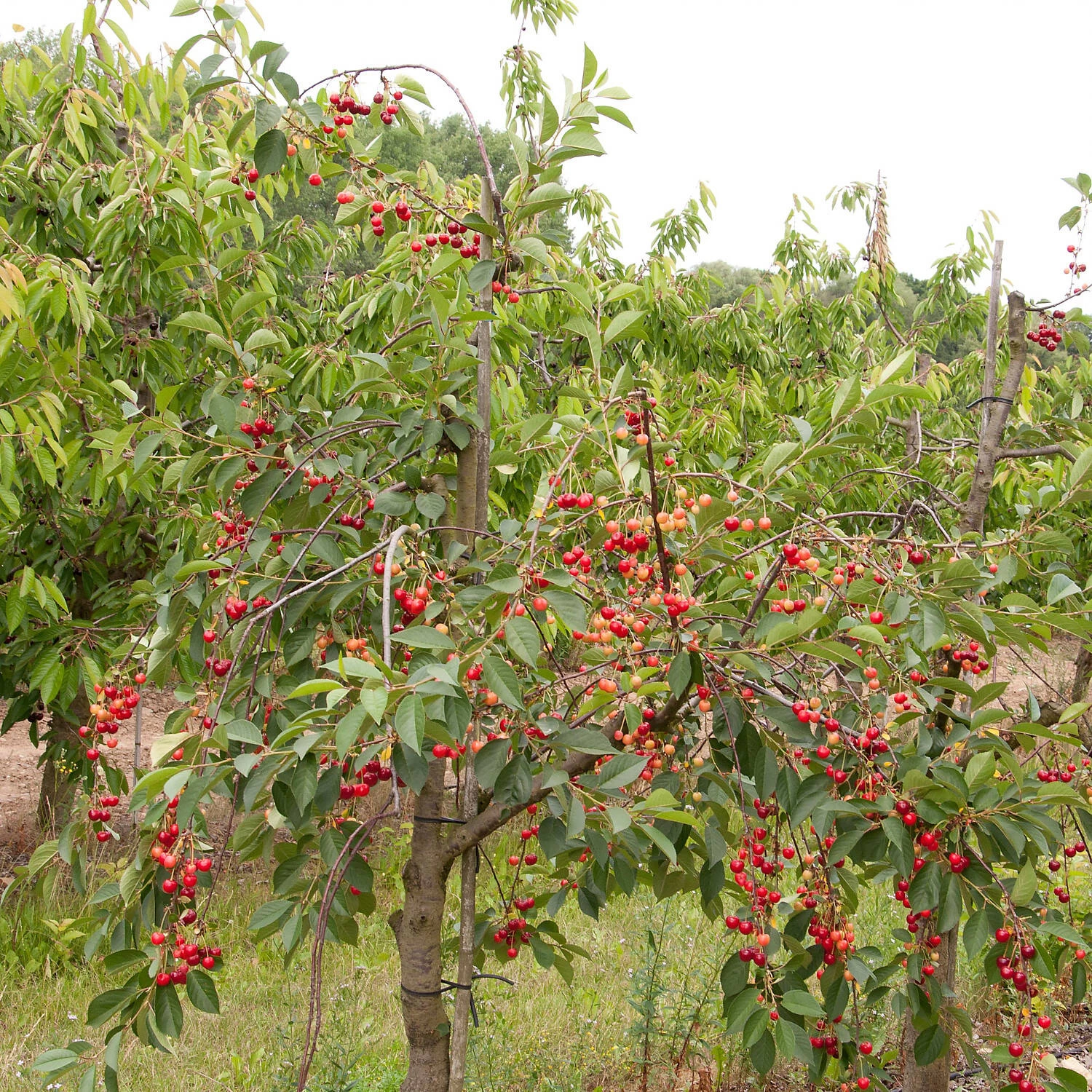Prunus Cerasus 'Schattenmorelle' 3 Prunus Cerasus 'Schattenmorelle'
