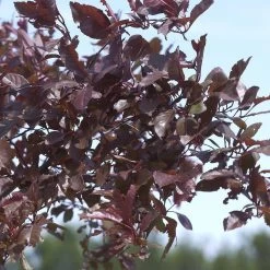 Prunus Cistena -Pflanzensamenladen prunus cistena 44