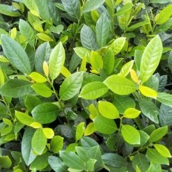 Prunus Laurocerasus 'Diana'