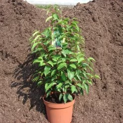 Prunus Lusitanica 'Myrtifolia'