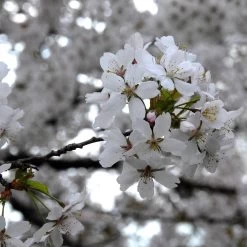 Prunus Subhirtella 'Autumnalis Rosea'