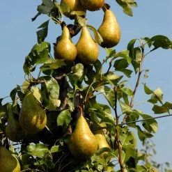 Pyrus Communis 'Conference'