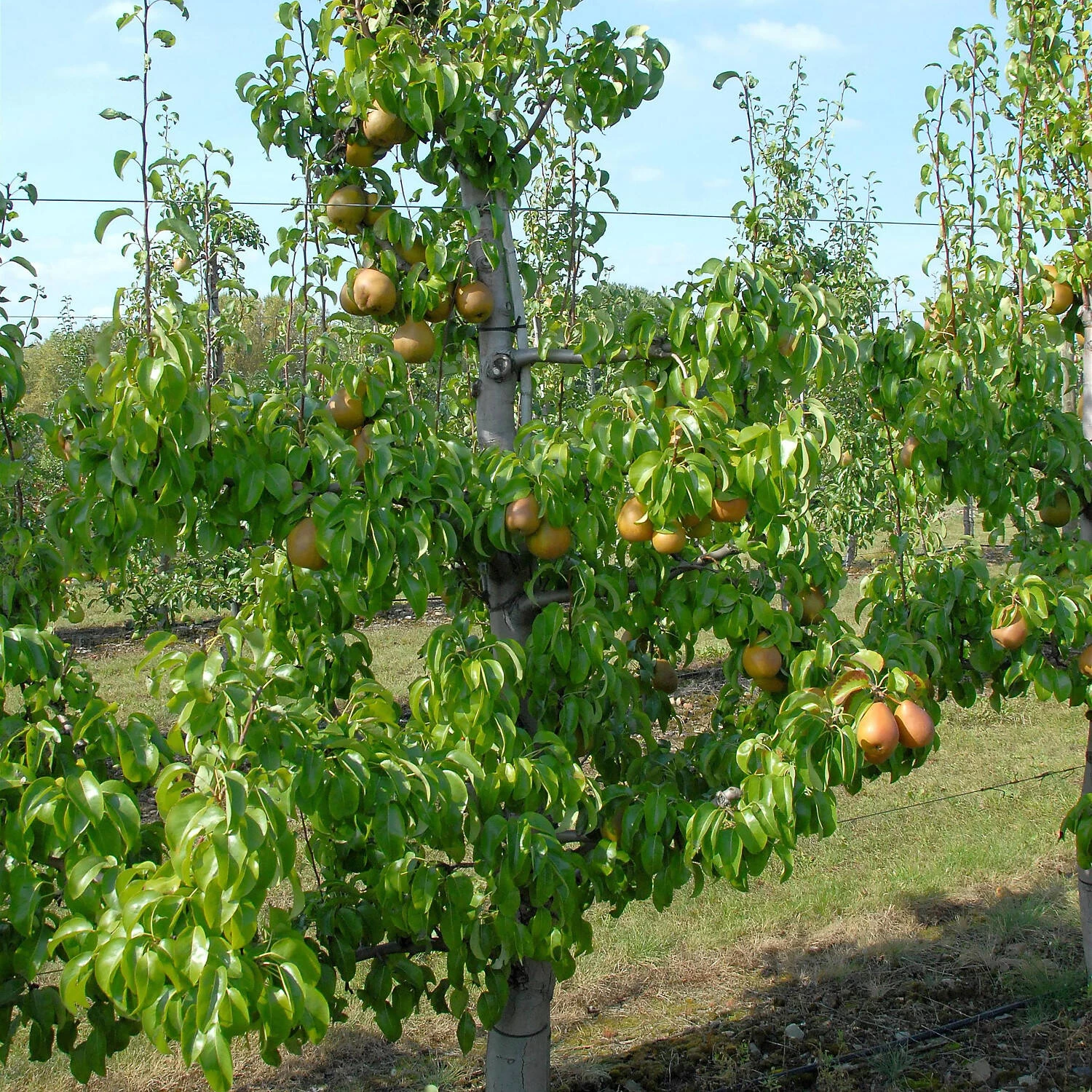 Pyrus Communis 'Gellerts Butterbirne' 4 Pyrus Communis 'Gellerts Butterbirne' – Bild 2