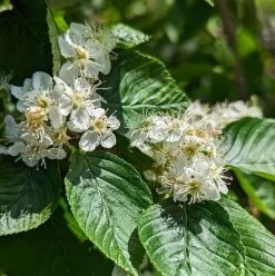 Erlenblättrige Eberesche `Red Bird´ Sorbus Alnifolia `Red Bird´ -Pflanzensamenladen red bird 2