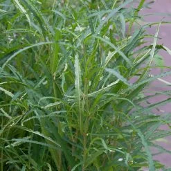 Rhamnus Frangula 'Fine Line'