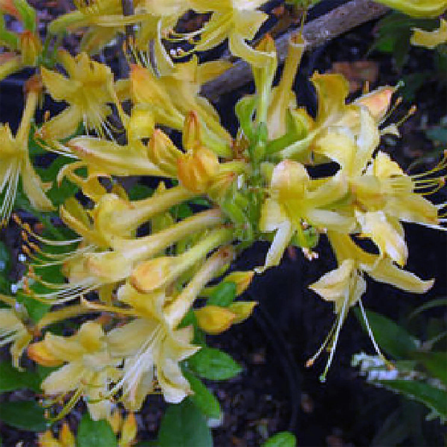 Rhododendron Beasley 'My Mary' 3 Rhododendron Beasley 'My Mary'