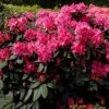 Rhododendron 'Caruso' -Pflanzensamenladen rhododendron caruso