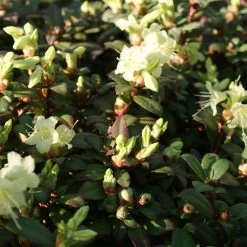 Rhododendron Hanceanum 'Princess Anne'