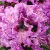 Rhododendron Hybride 'Blaue Jungs' -Pflanzensamenladen rhododendron hybride blaue jungs