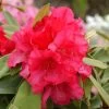 Rhododendron Hybride 'Britannia' 1 Rhododendron Hybride 'Britannia' -Pflanzensamenladen rhododendron hybride britannia