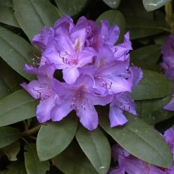 Rhododendron Hybride 'Catawbiense Boursault'