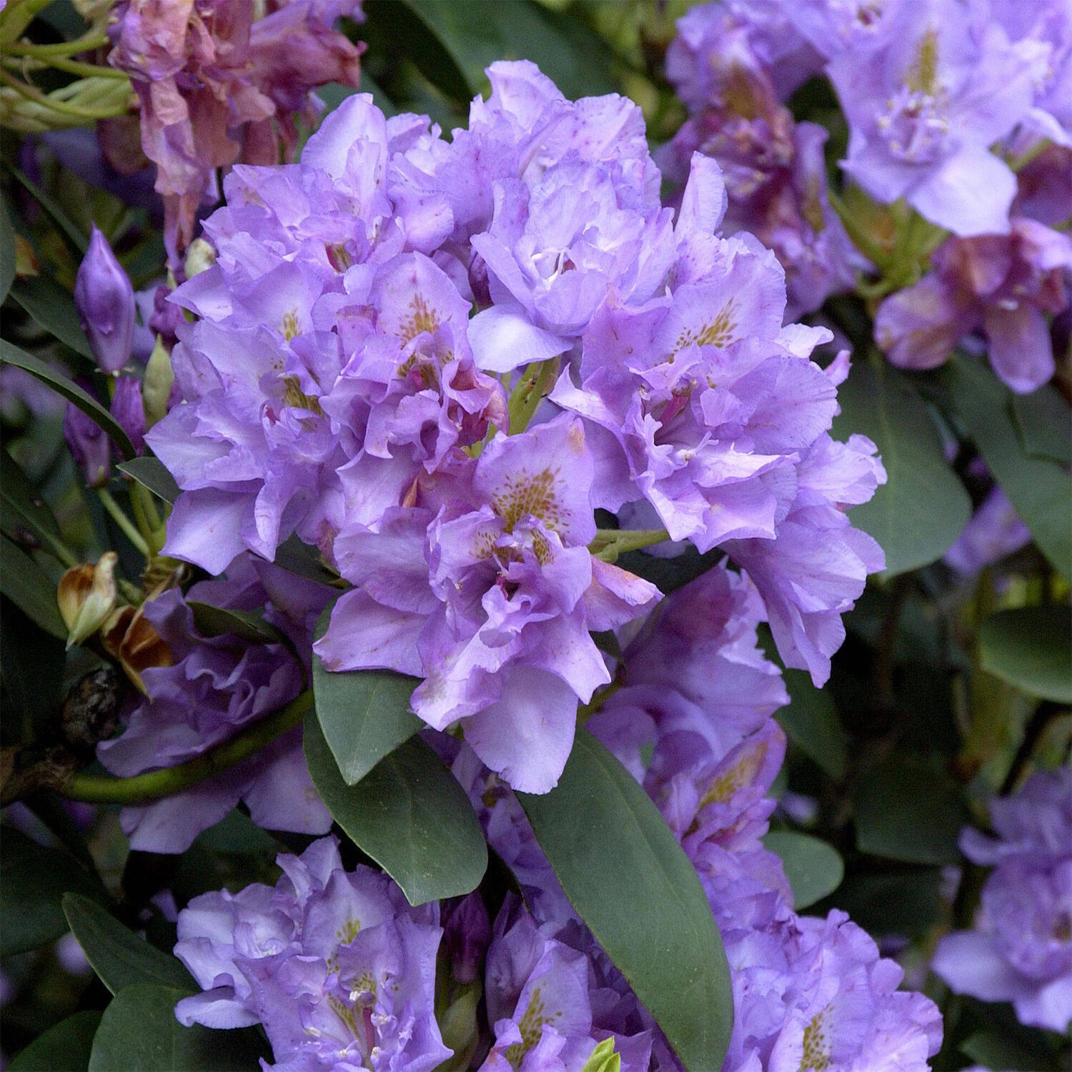 Rhododendron Hybride 'Fastuosum Flore Pleno' 3 Rhododendron Hybride 'Fastuosum Flore Pleno'