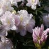 Rhododendron Hybride 'Gomer Waterer' -Pflanzensamenladen rhododendron hybride gomer waterer