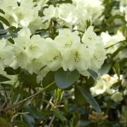 Rhododendron Hybride 'Graf Lennart'