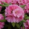 Rhododendron Hybride 'Guynes's Peking' -Pflanzensamenladen rhododendron hybride guyness peking