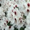 Rhododendron Hybride 'Hachmann´s Picobello'® -Pflanzensamenladen rhododendron hybride hachmann s picobello
