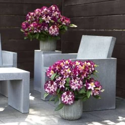 Rhododendron Hybride Happydendron® Pushy Purple®