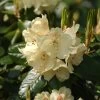 Rhododendron Hybride 'Marianne' -Pflanzensamenladen rhododendron hybride marianne