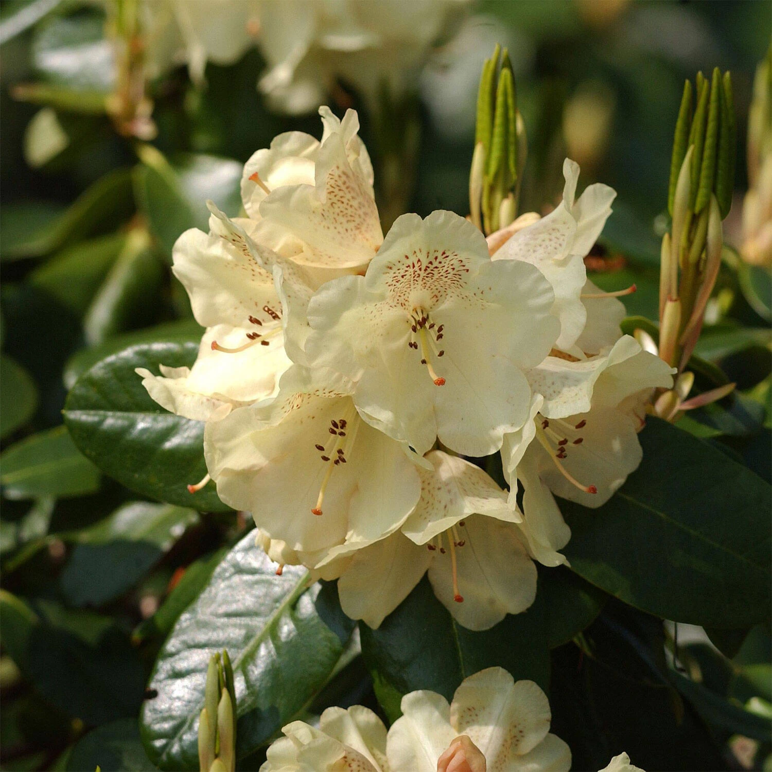 Rhododendron Hybride 'Marianne' 3 Rhododendron Hybride 'Marianne'