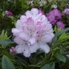 Rhododendron Hybride 'Picotee' -Pflanzensamenladen rhododendron hybride picotee