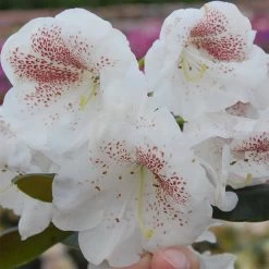 Rhododendron Hybride 'Princess Maxima'