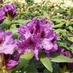 Rhododendron Hybride 'Rasputin'