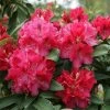 Rhododendron Hybride 'Wilgen's Ruby' -Pflanzensamenladen rhododendron hybride wilgens ruby