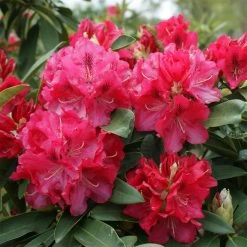 Rhododendron Hybride 'Wilgen's Ruby'
