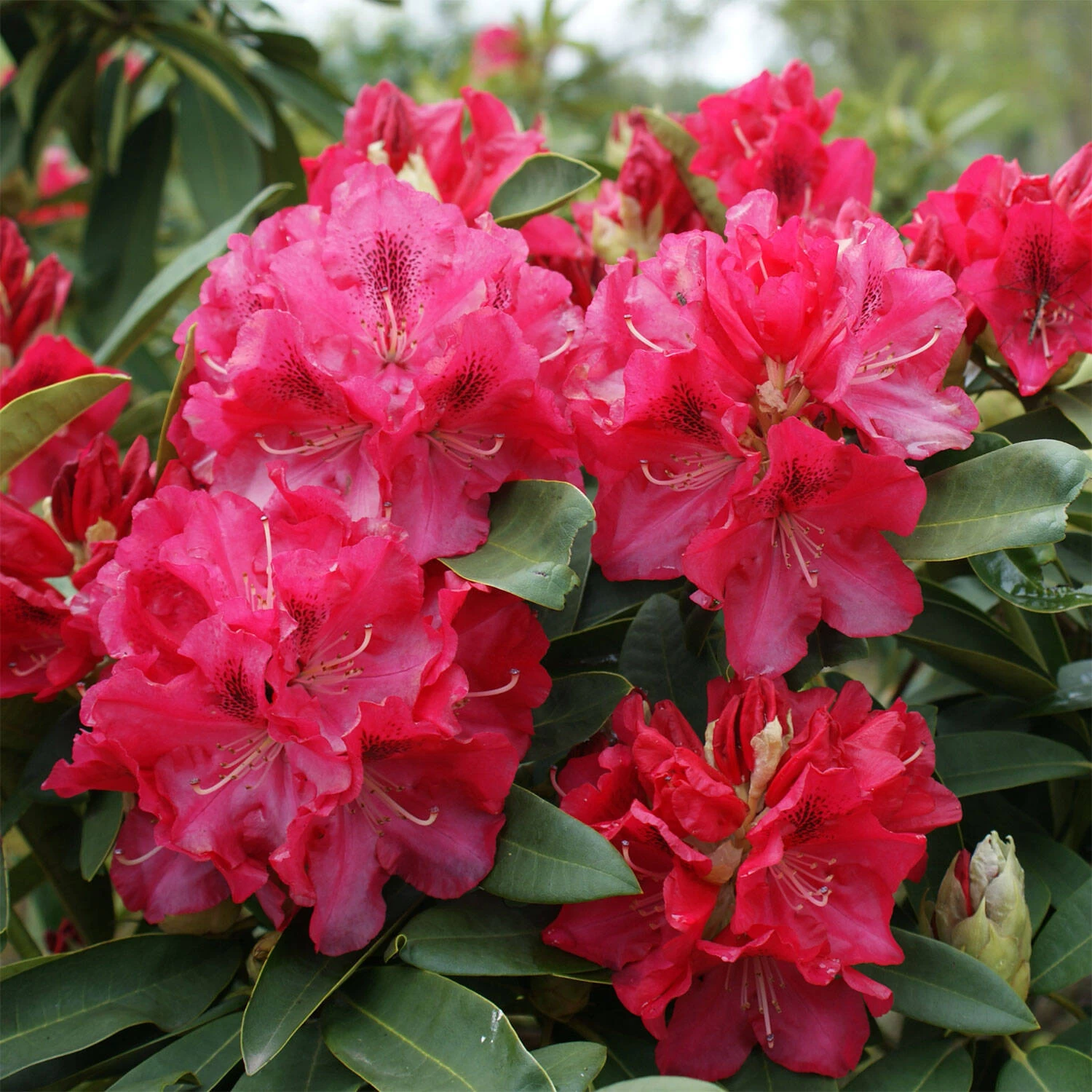Rhododendron Hybride 'Wilgen's Ruby' 3 Rhododendron Hybride 'Wilgen's Ruby'