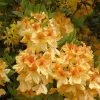 Rhododendron Luteum 'Golden Flare' -Pflanzensamenladen rhododendron luteum golden flare