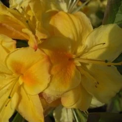 Rhododendron Luteum 'Golden Sunset'