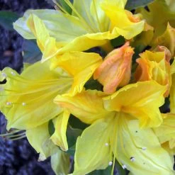 Rhododendron Luteum 'Goldpracht'