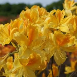Rhododendron Luteum 'Goldtopas'