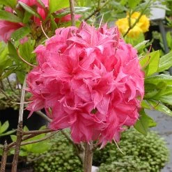 Rhododendron Luteum 'Homebush'
