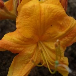 Neu eingetroffen -Pflanzensamenladen rhododendron luteum klondyke2