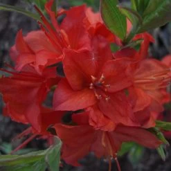 Rhododendron Luteum 'Parkfeuer'