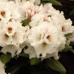 Rhododendron Yakushimanum 'Bohlken´s Snow Fire'®