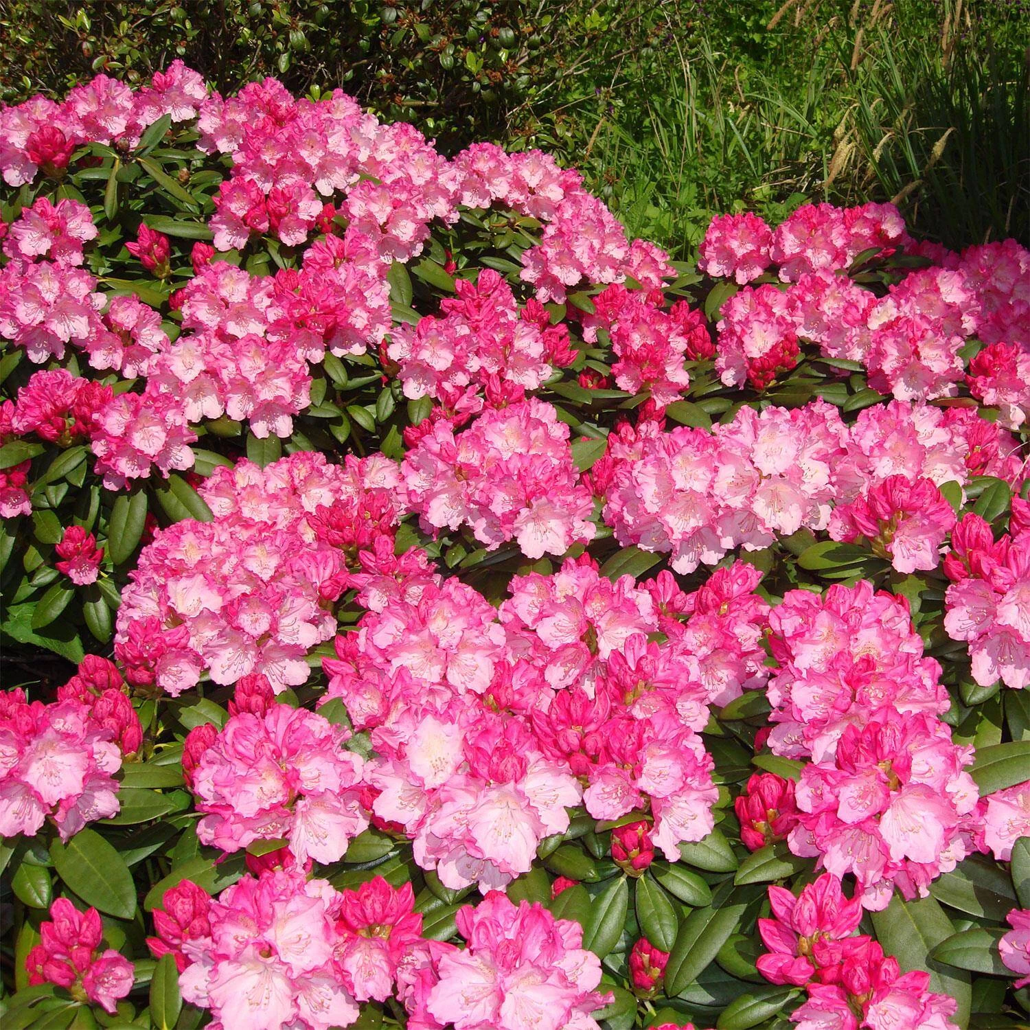 Rhododendron Yakushimanum 'Polaris' 4 Rhododendron Yakushimanum 'Polaris' – Bild 2