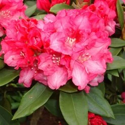 Rhododendron Yakushimanum 'Tina Heinje'