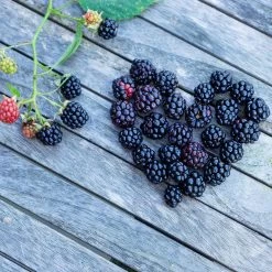Rubus Fruticosus 'Lucky Berry'® -Pflanzensamenladen rubus fruticosus lucky berry2