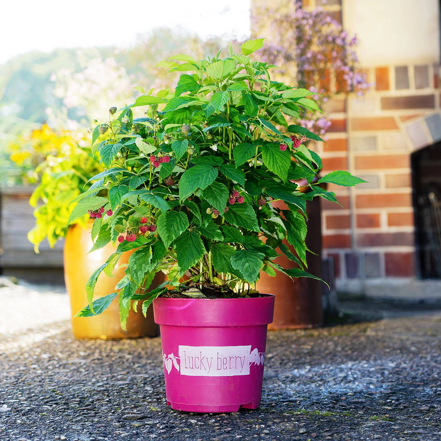 Rubus Idaeus 'Lucky Berry'® 3 Rubus Idaeus 'Lucky Berry'®