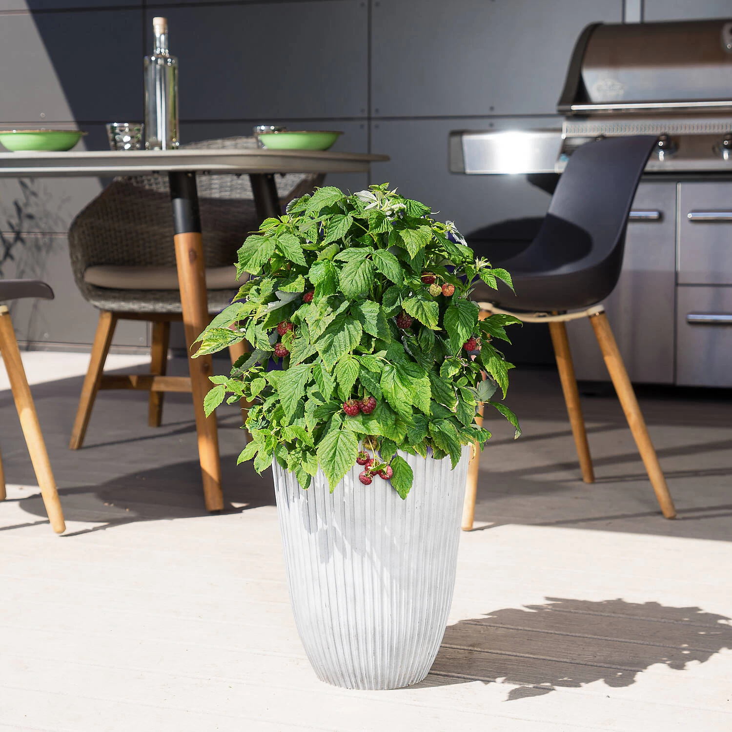 Rubus Idaeus 'Lucky Berry'® 4 Rubus Idaeus 'Lucky Berry'® – Bild 2