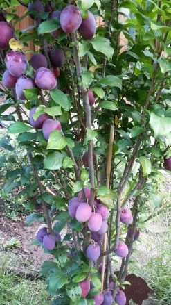 Rote Säulen-Mirabelle `Ruby´ Wurzelnackt Prunus Domestica Subsp. Syriaca `Ruby´ -Pflanzensamenladen ruby2a0Cx9InYDY0Pl