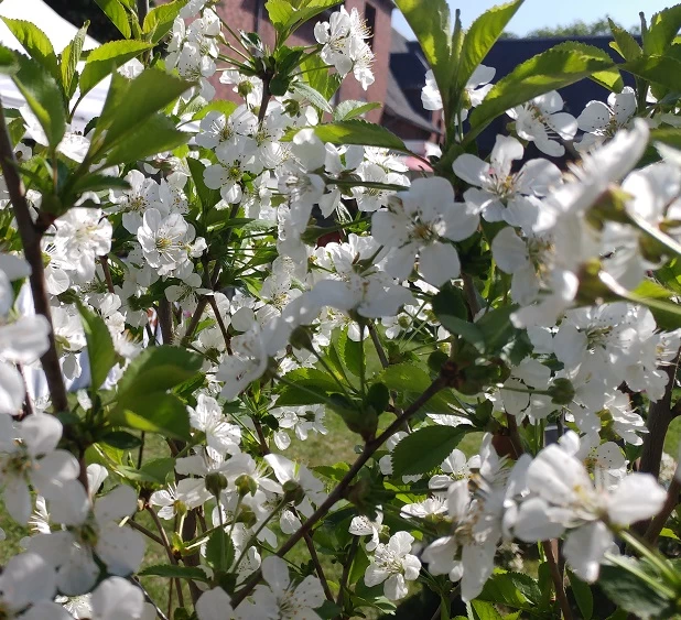 Morina ® Prunus Cerasus `Morina´ 4 Morina ® Prunus Cerasus `Morina´ – Bild 2