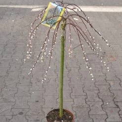 Salix Caprea 'Pendula'